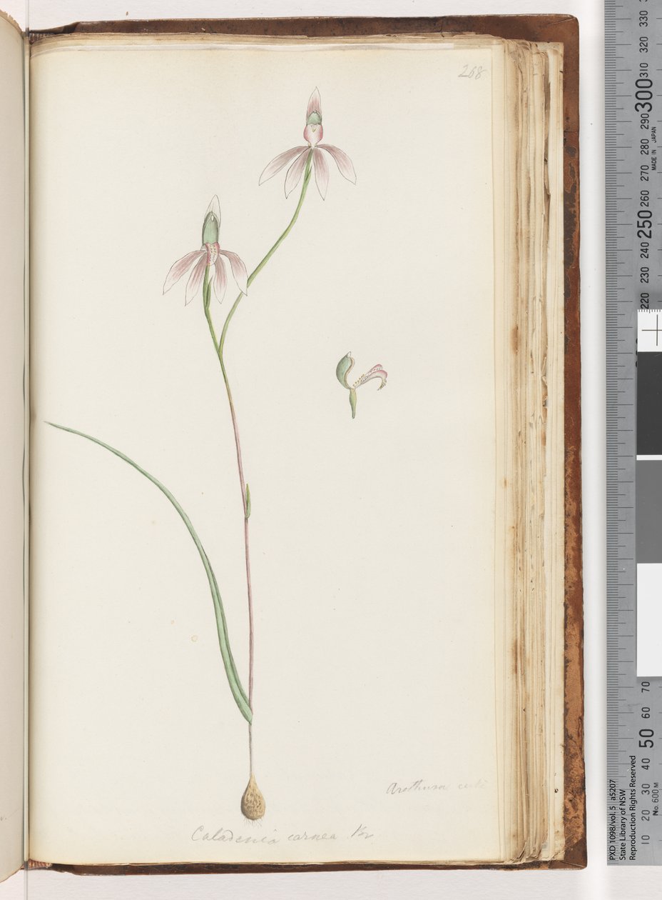 Arethusa varma? Caladenia carnea Br / Pink Fingers Orchid tekijältä Unknown artist