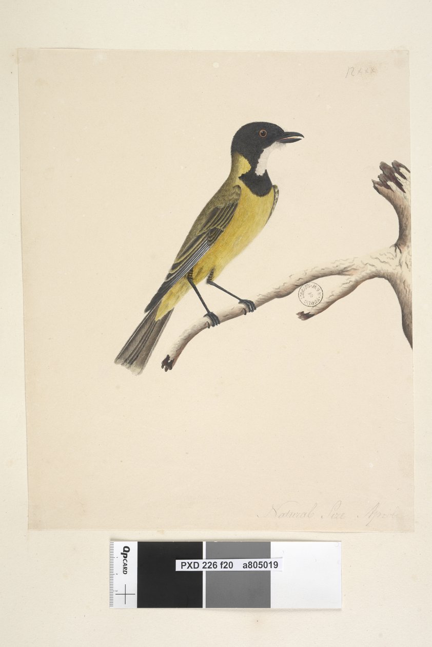 Sivu 20. Luonnollinen koko. Huhtikuu Golden Whistler Pachycephala pectoralis, uros, 1791-92 tekijältä Unknown artist