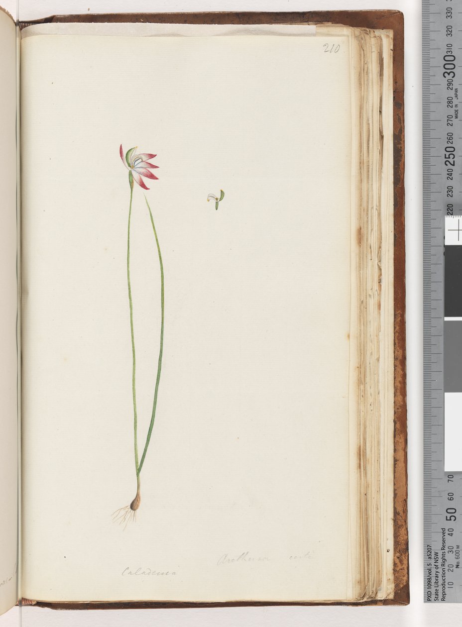 Arethusa todellakin? / Caladenia tekijältä Unknown artist
