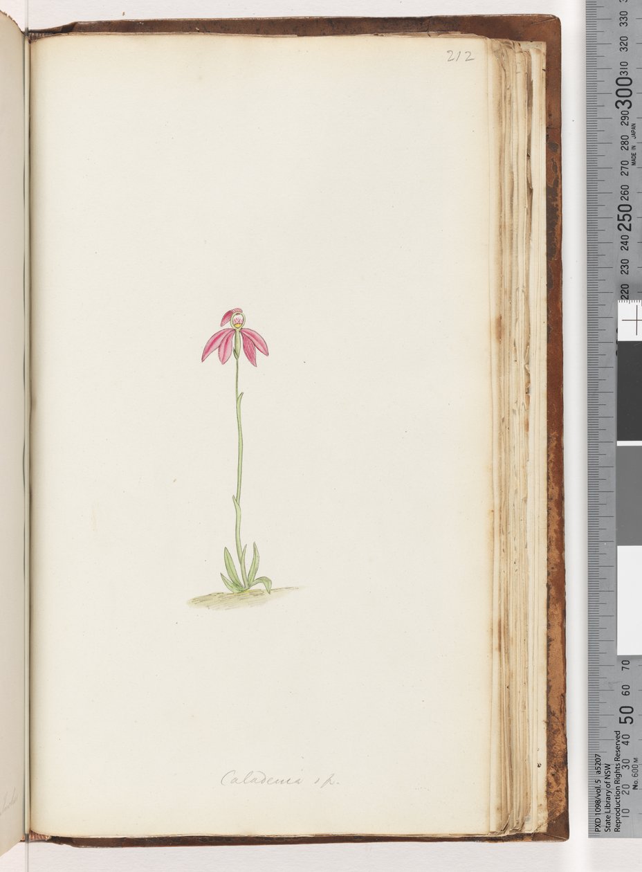 Sivu 212. Caladenia sp tekijältä Unknown artist