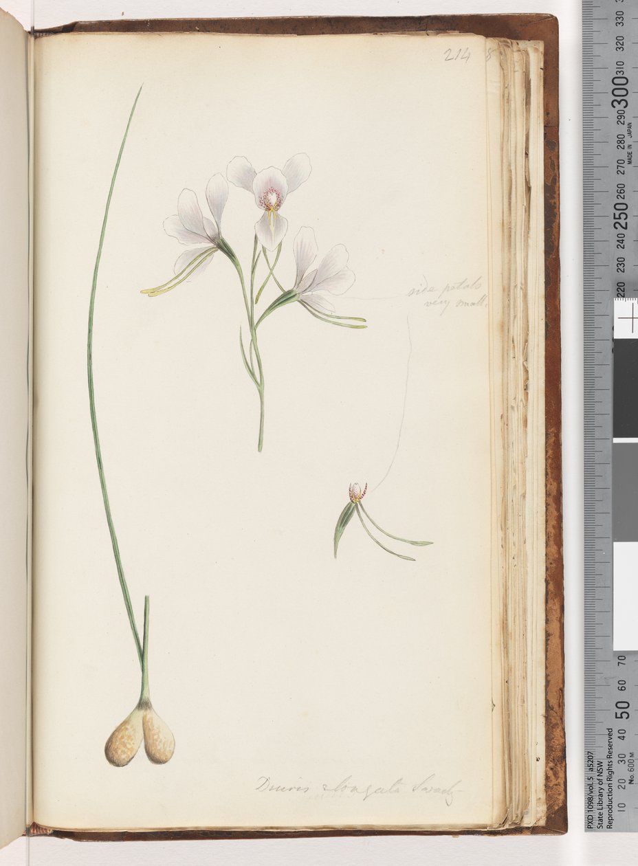Sivu 214. Diuris elongata Saracty? Purppura aasi-orkidea tekijältä Unknown