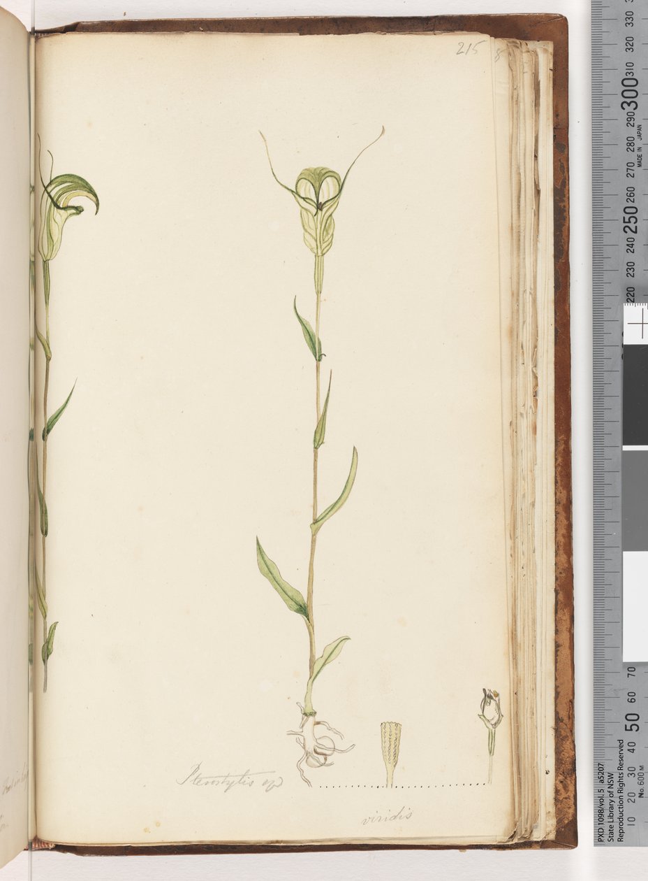 Sivu 215. Pterostylis op / viridis tekijältä Unknown artist