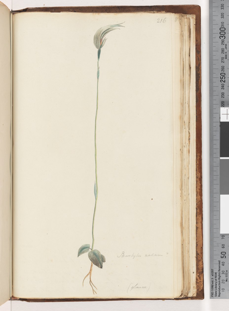 Sivu 216. Pterostylis nutans? / tekijältä Unknown artist
