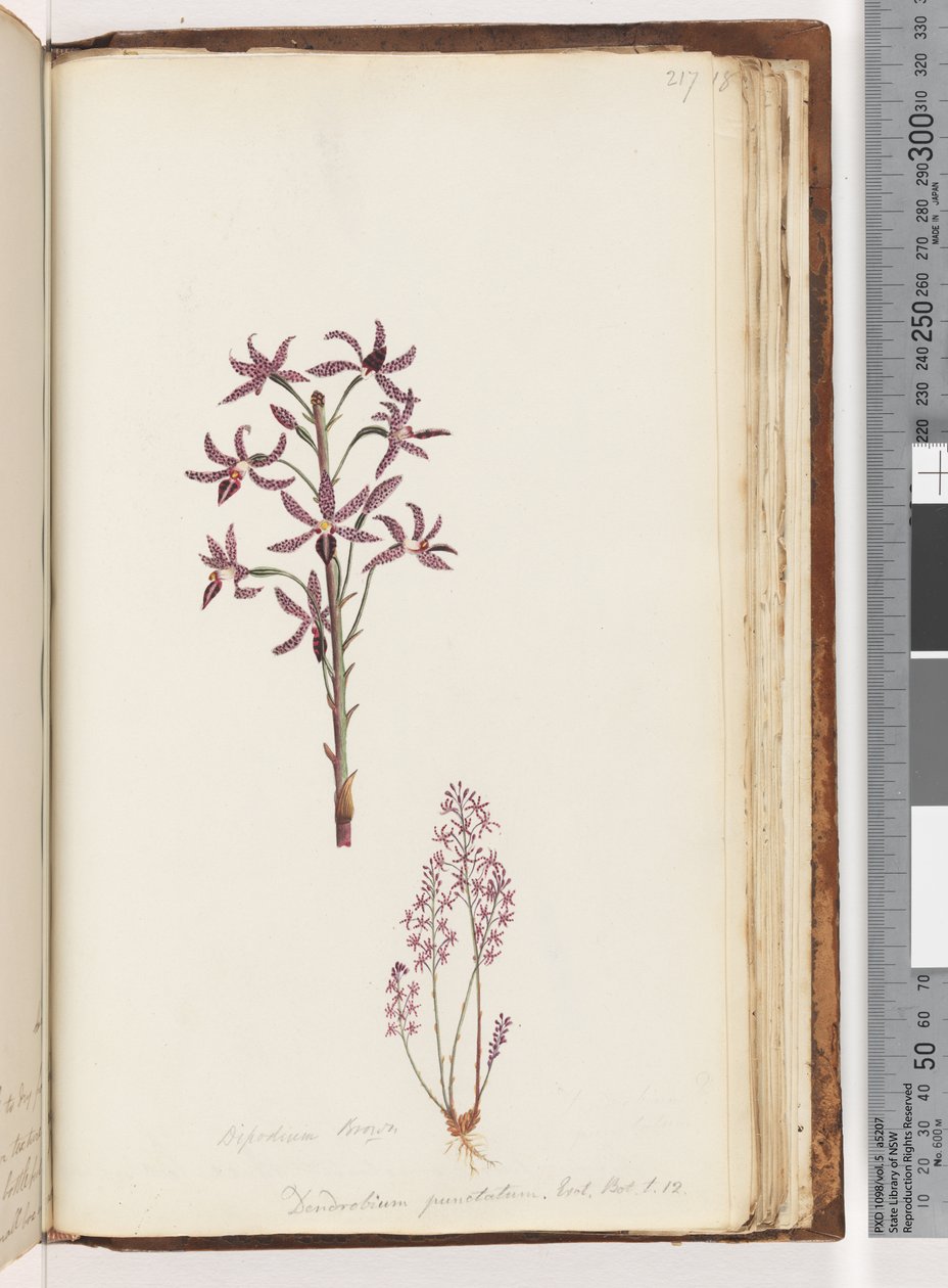 Sivu 217. Dipodium Brown / Dendrobium punctatum. Exot. Bot. t. 12. Hyasinttiorkidea tekijältä Unknown artist