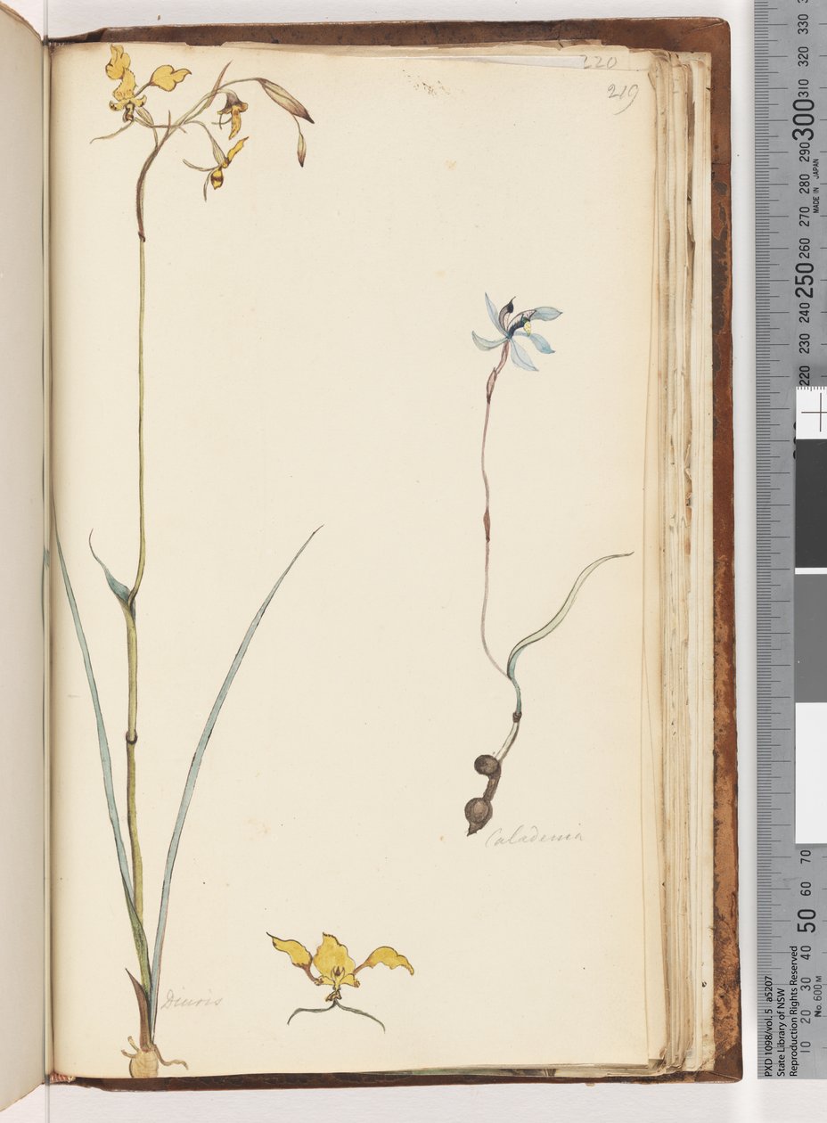 Sivu 219. Caladenia / Diuris kaksi kasvia tekijältä Unknown artist