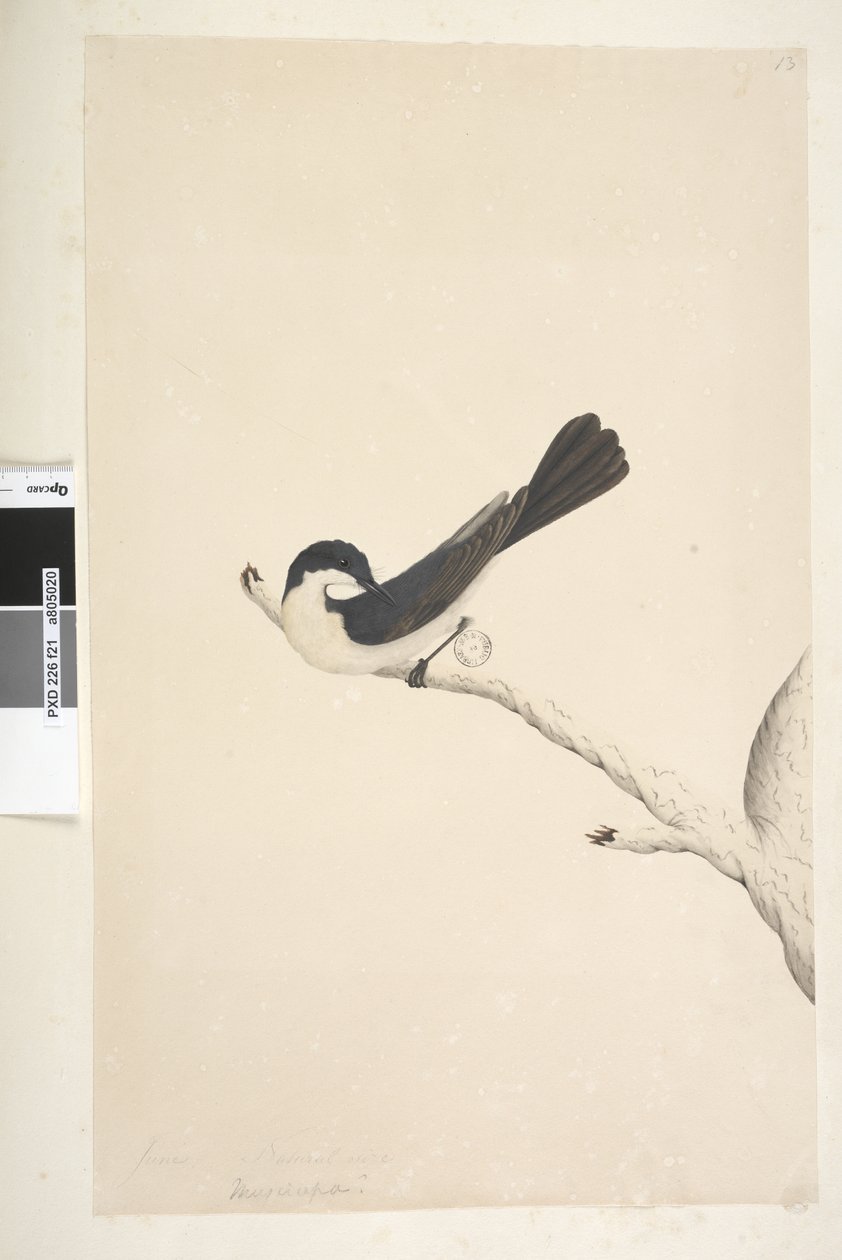Sivu 21. Musciopa. otsikon yläpuolella eri kädessä kesäkuussa. Luonnonkokoinen Levoton kärpässieppo Myiagra inquieta Seisura inquieta, 1791-92 tekijältä Unknown artist