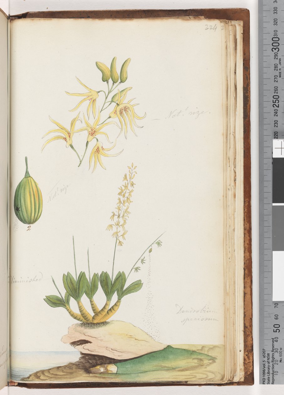 Sivu 224. Dendrobium speciosum / Rock Orchid tekijältä Unknown artist