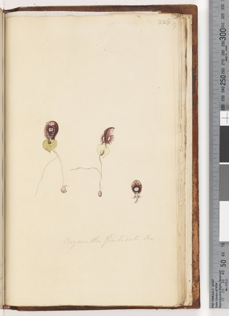 Sivu 226. Corysanthes fimbriata Br / Fringed Helmet Orchid tekijältä Unknown artist