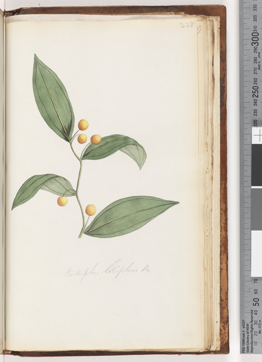 Sivu 228. Eustrephus latifolius Br. Wombat Berry tekijältä Unknown artist
