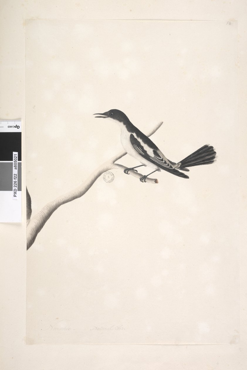 Sivu 22. Marraskuu, luonnollinen koko Valkoinen, Winged Triller Lalage sueurii, uros, 1791-92 tekijältä Unknown artist