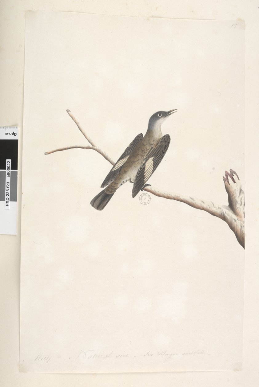 Sivu 23. Toukokuu, luonnollinen koko, iiris & kieli epävarma Brown Treecreeper Climacteris picumnus, 1791-92 tekijältä Unknown artist