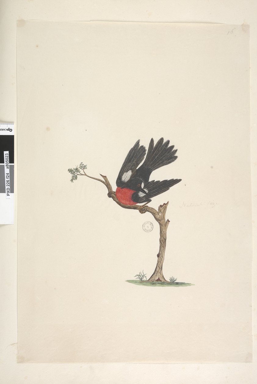 Sivu 24. Luonnollinen koko Scarlet Robin Petroica monivärinen, uros, Norfolk Island, 1791-92 tekijältä Unknown artist