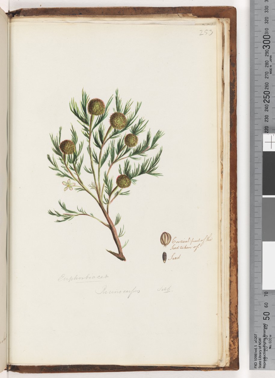 Sivu 253. Euphorbiaceae / Ricinocarpus  ...? Häät Bush tekijältä Unknown artist