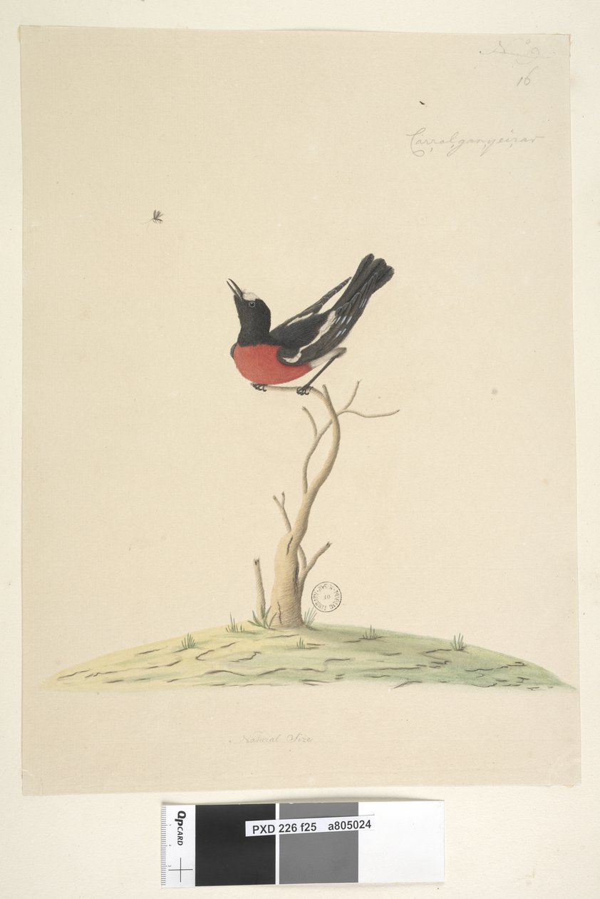 Sivu 25. Car,ral,gar,yei,sar, luonnollinen koko Scarlet Robin, uros Petroica monivärinen, N.S.W., 1791-92 tekijältä Unknown artist