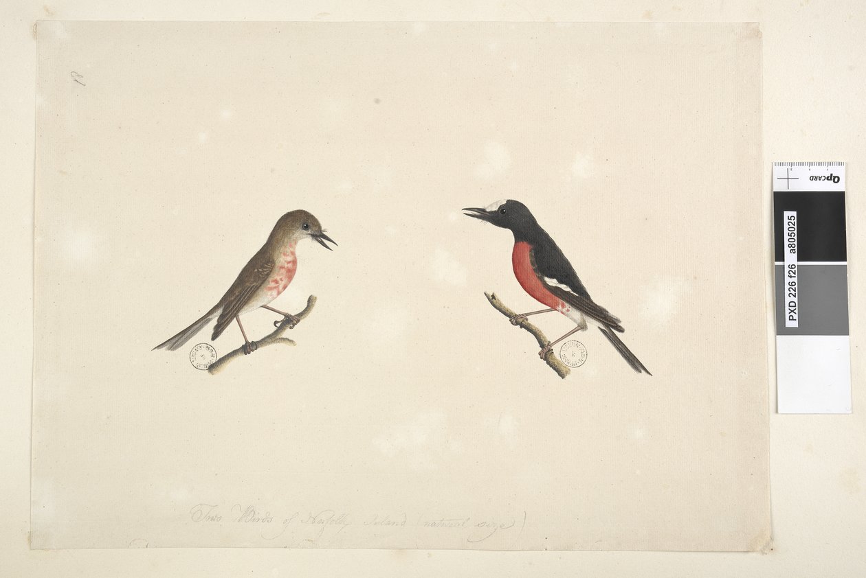 Sivu 26. Norfolkin saaren kaksi lintua tekijältä Unknown artist