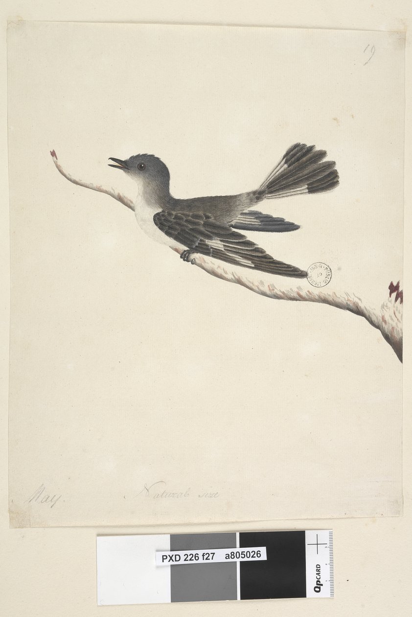 Sivu 27. Toukokuu. Luonnonkokoinen Hooded Robin, naaras Melanodryas cucullata, 1791-92 tekijältä Unknown artist