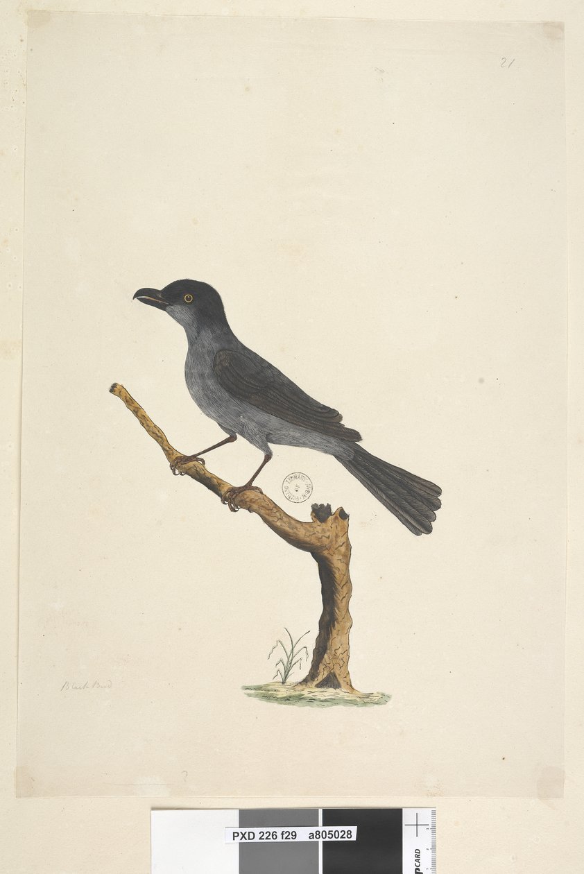 Sivu 29. Blackbird Norfolk Island Blackbird? Aplonis fuscus, uros, 1791-92 tekijältä Unknown artist