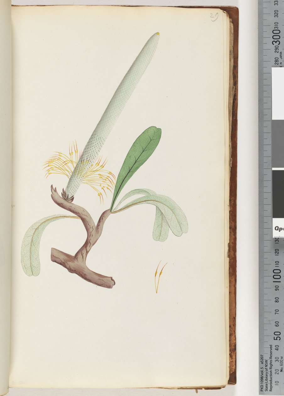 Sivu 29. Coast Banksia tekijältä Unknown artist