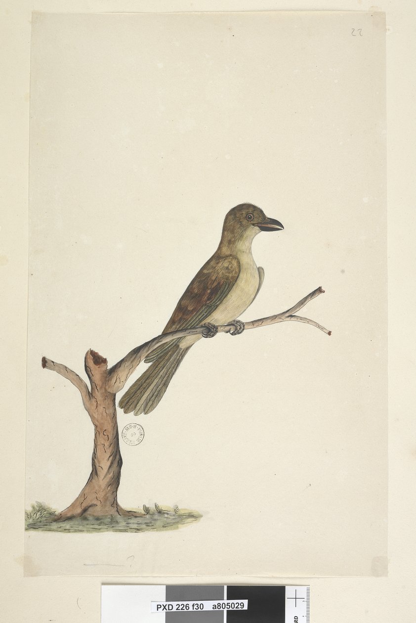 Sivu 30...? Norfolk Island Blackbird? Aplonis fuscus, naaras, 1791-92 tekijältä Unknown artist