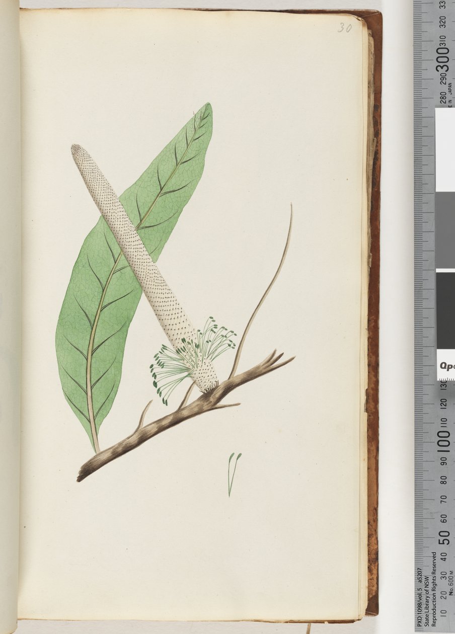 Sivu 30. Plant, a Banksia tekijältä Unknown artist