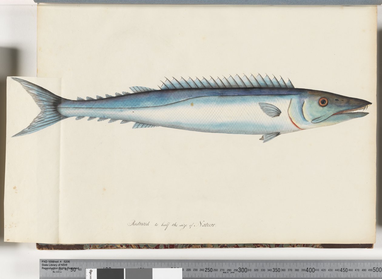 Sivu 32. Barracouta tekijältä Unknown artist