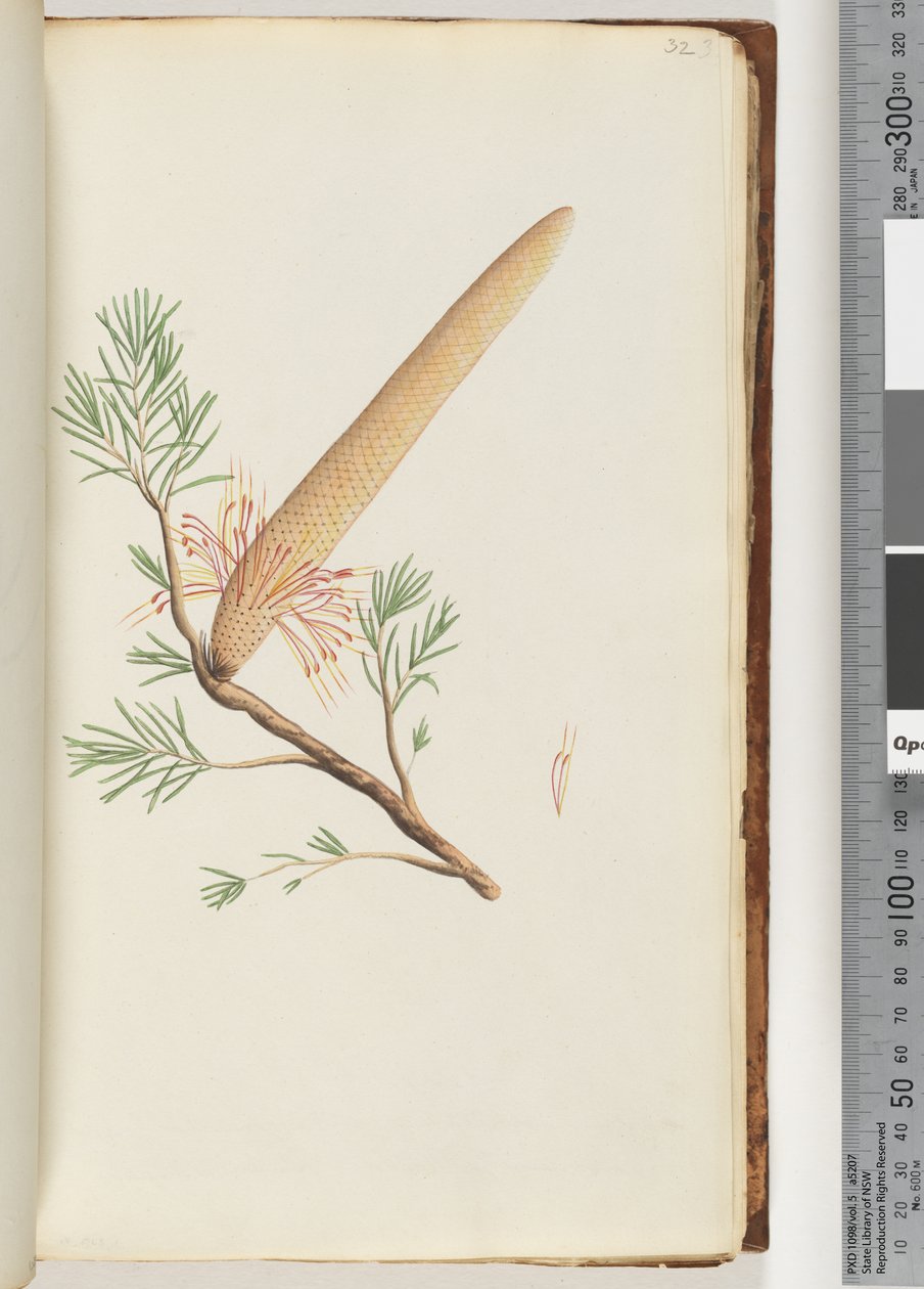 Sivu 32. Kasvi, Banksia ericifolia tekijältä Unknown artist