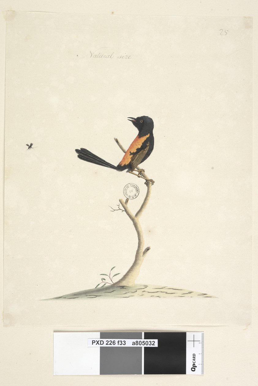 Sivu 33. Luonnollinen koko Punainen, Selkäpiippu Malurus melanocephalu,uros, 1791-92 tekijältä Unknown artist