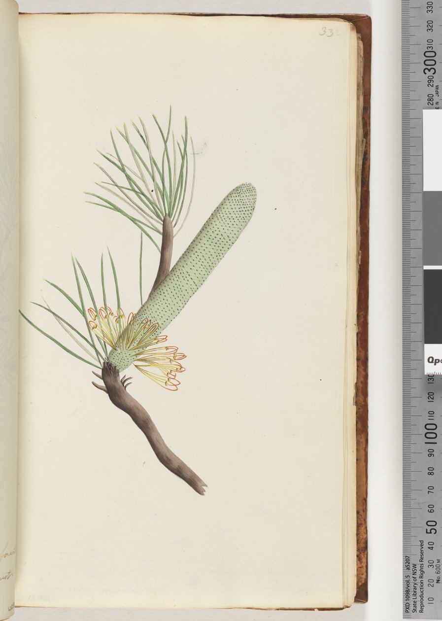 Sivu 33. Kasvi, Banksia spinulosa tekijältä Unknown artist