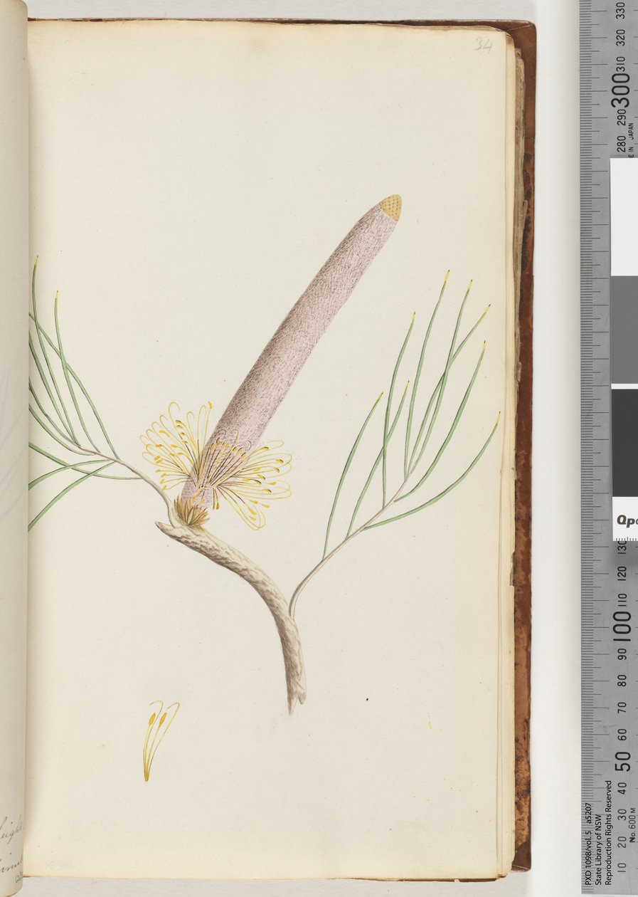 Sivu 34. A Banksia tekijältä Unknown artist