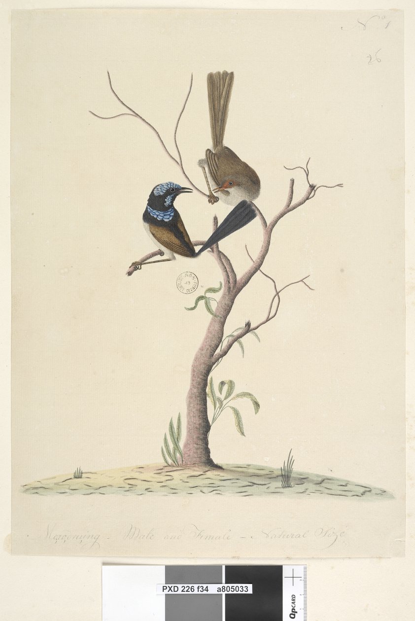 Sivu 34. Mo,ro,dru,ing, uros ja narttu, luonnollinen koko Superb Blue Wren Malarus cyaneus, 1791-92 tekijältä Unknown artist