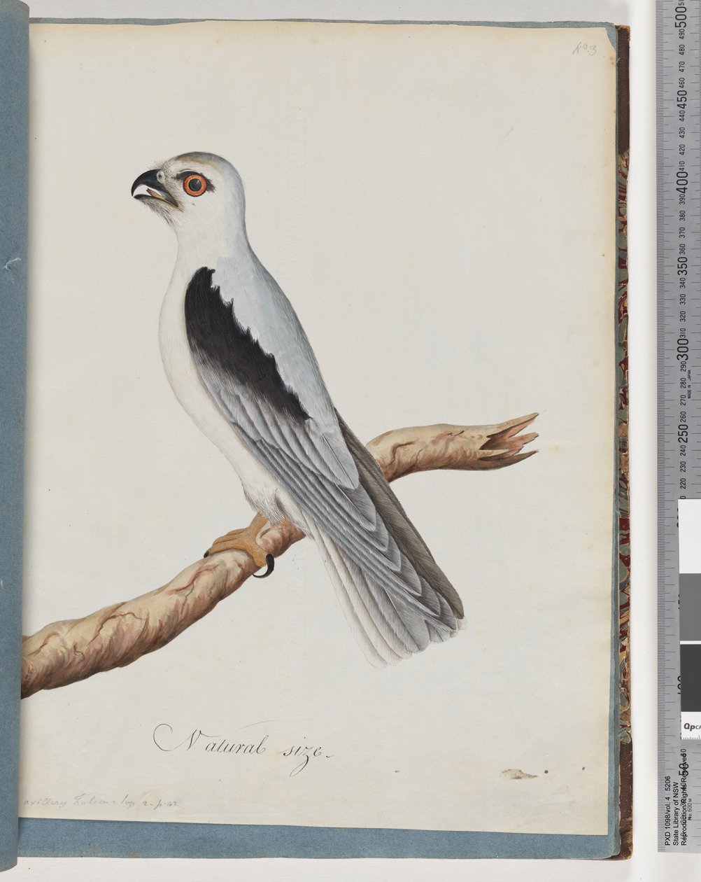 Sivu 35. Black-shouldered Kite. Axillary Falcon tekijältä Unknown artist