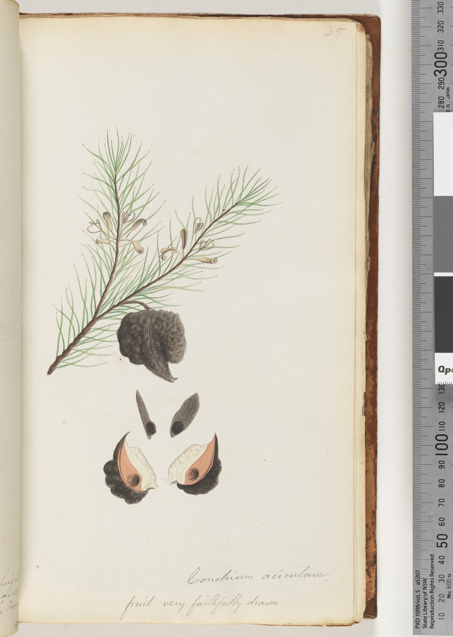 Sivu 35. Conchium aciculare / Hedelmä erittäin uskollisesti piirretty Karvainen neulapensas tekijältä Unknown artist
