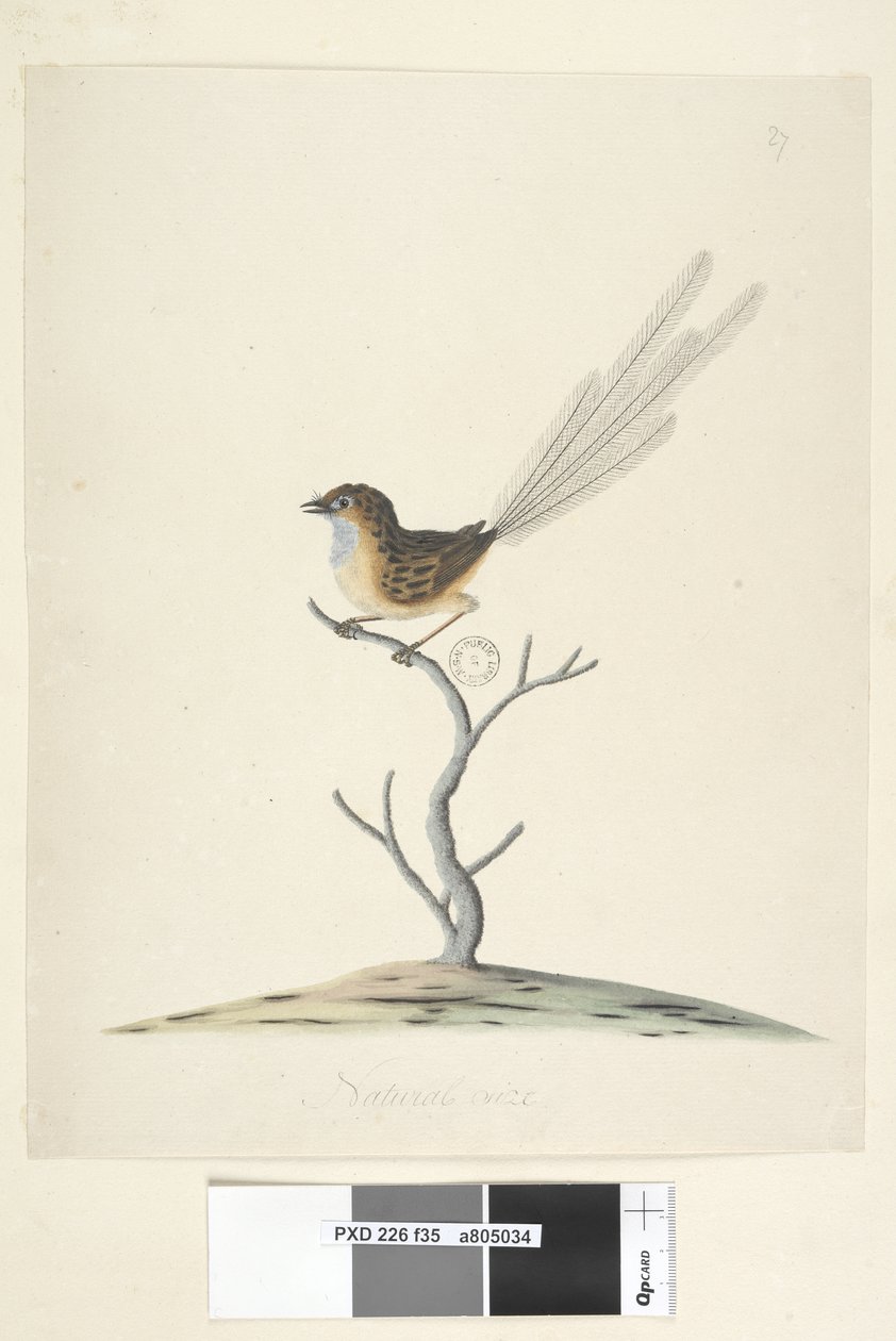 Sivu 35. Luonnollinen koko Emu, Wren, uros Stipiturus malachurus, 1791-92 tekijältä Unknown artist