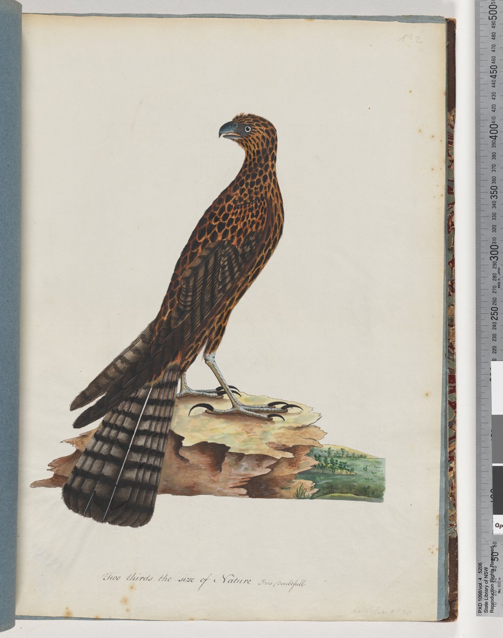Sivu 36. Red Goshawk. Säteilevä Falcon tekijältä Unknown artist