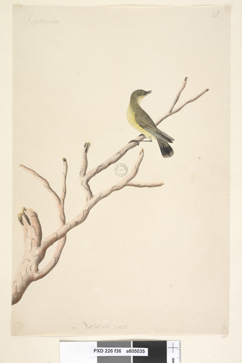 Sivu 36. Syyskuu. Luonnonkokoinen Yellow Thornbill Acanthiza nana, 1791-92 tekijältä Unknown artist