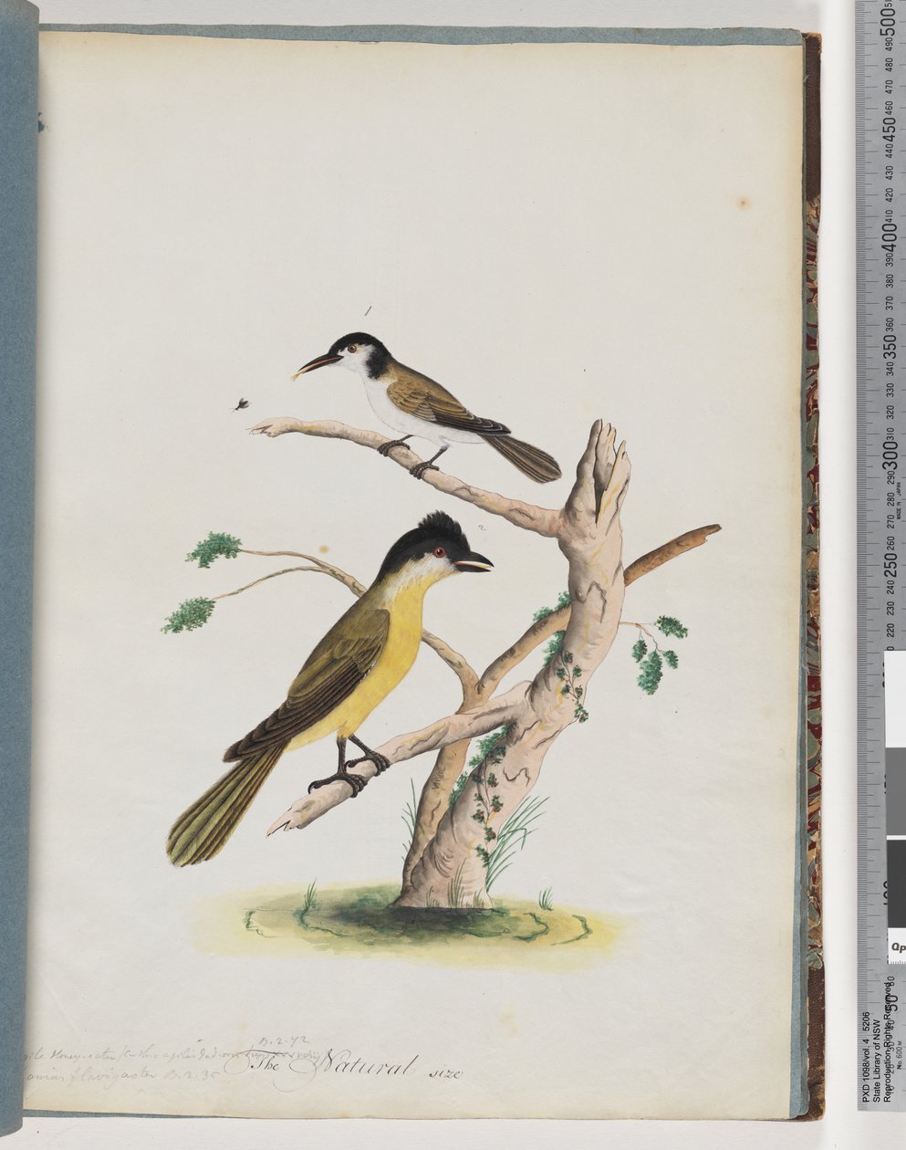 Sivu 37. 1. Tuntematon lintu. Ketterä Honeyeater. Mustapäinen Creeper tekijältä Unknown artist