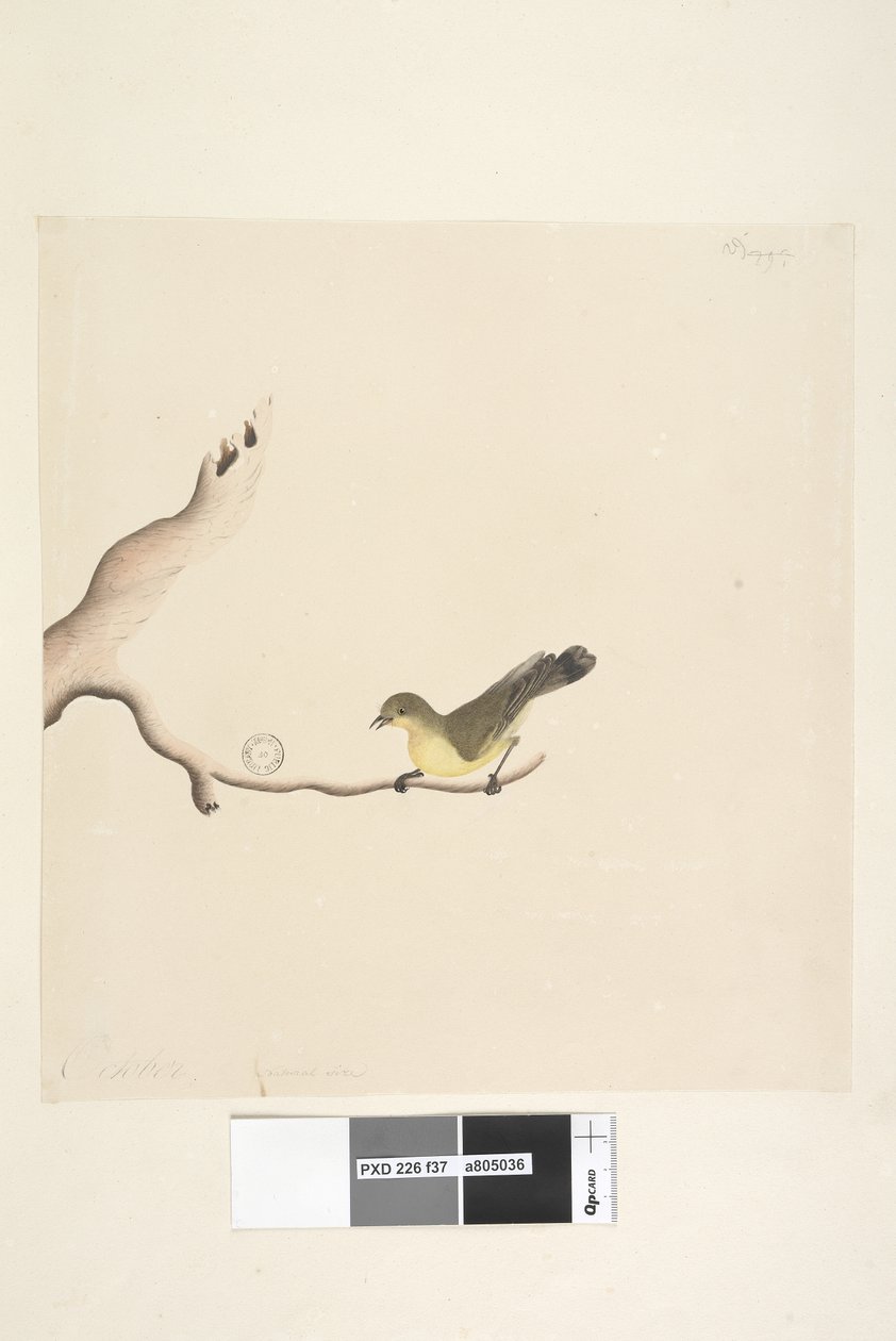 Sivu 37. Lokakuu. Luonnonkokoinen Yellow Thornbill Acanthiza nana, 1791-92 tekijältä Unknown artist