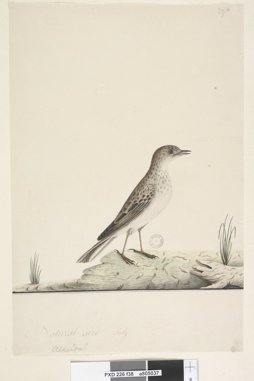 Sivu 38. Alundu? otsikon yläpuolella eri kädessä Luonnollinen koko, heinäkuu Pipit Anthus australis, 1791-92 tekijältä Unknown artist