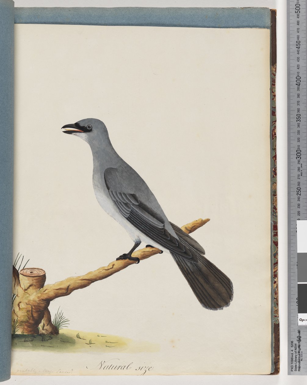 Sivu 38. Tuntematon lintu, luultavasti suuri lanus tekijältä Unknown artist