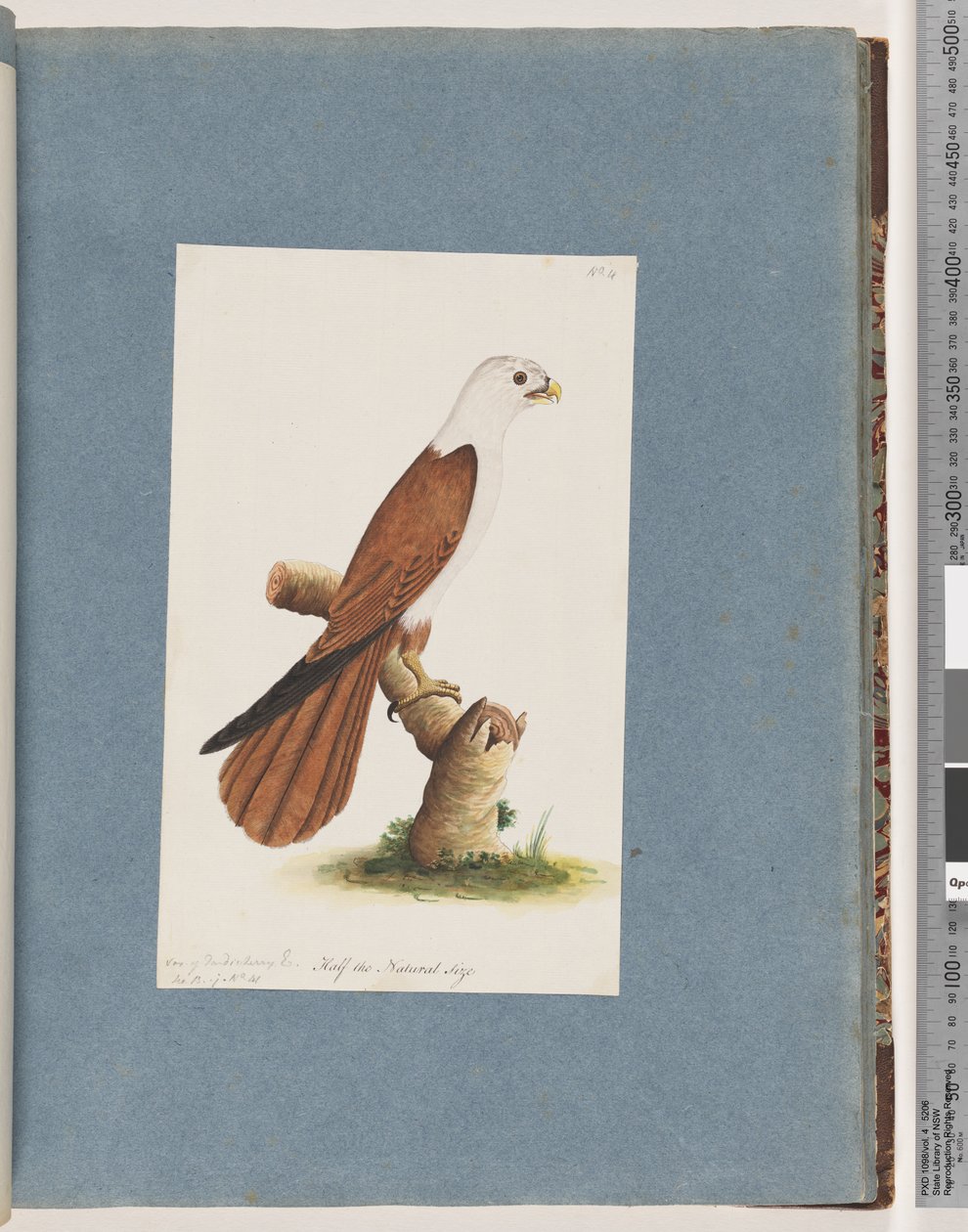 Sivu 39. Punaselkämerikotka. Lajike Pondicherry Eagle tekijältä Unknown artist