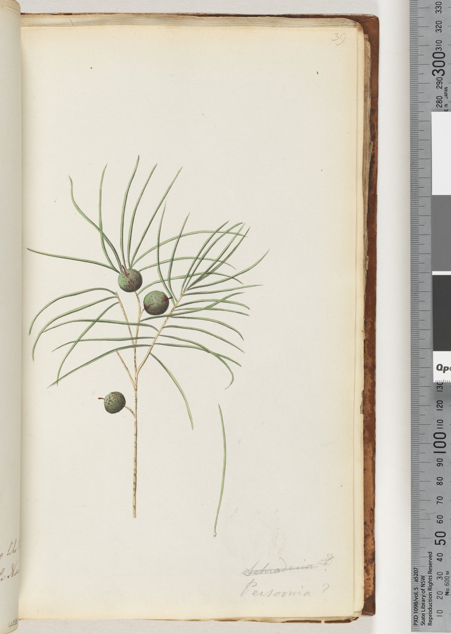 Page 39. Schraderia / Persoonia tekijältä Unknown artist