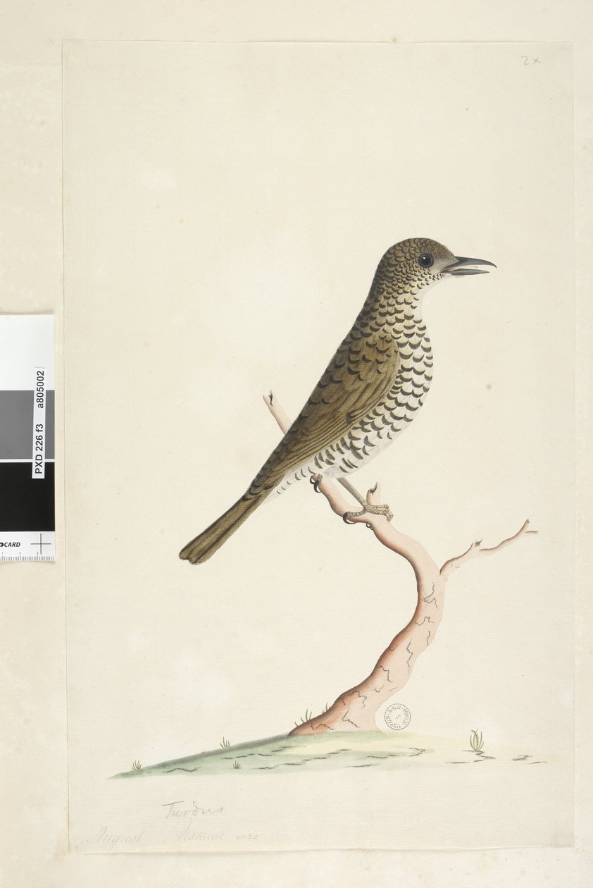 Sivu 3. Turdus. otsikon alla eri kädessä elokuun luonnollinen koko. Maarastasta Zoothera lunulata, 1791-92 tekijältä Unknown artist