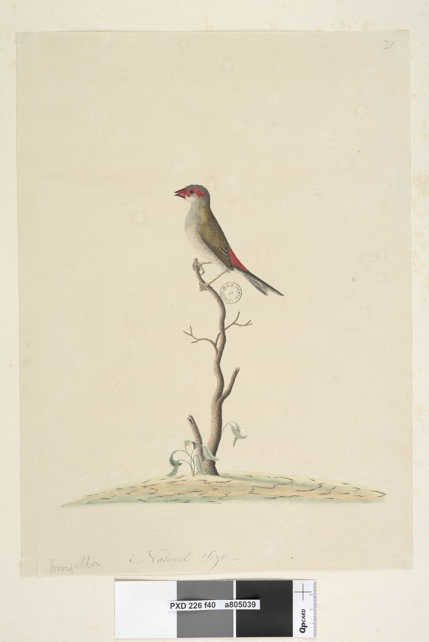 Sivu 40. Asiakaspalvelu. Luonnollinen koko Punainen, Peippo Neochmia brevis Aegintha brevis, 1791-92 tekijältä Unknown artist