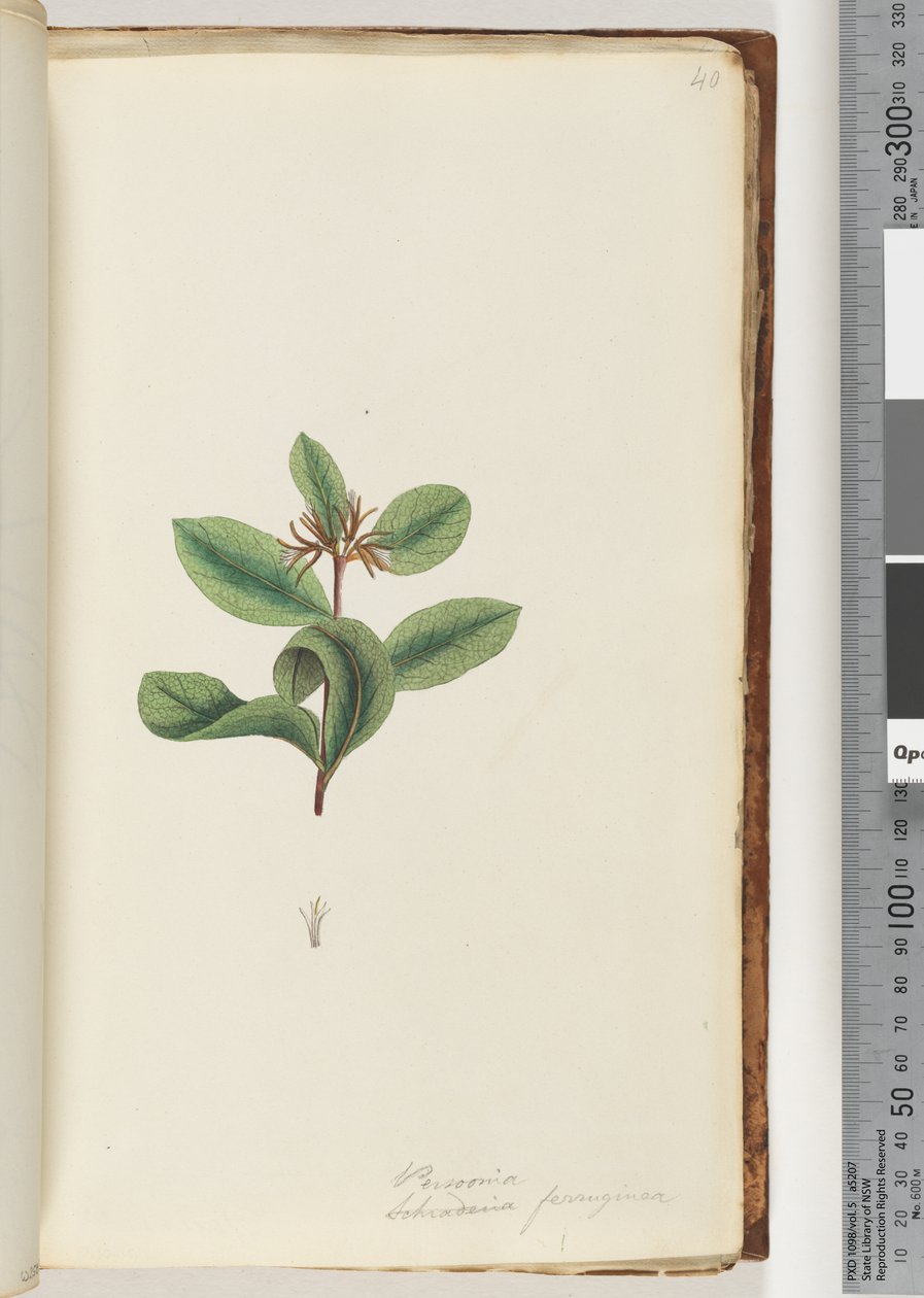 Page 40. Persoonia / Schraderia ferruginea tekijältä Unknown artist