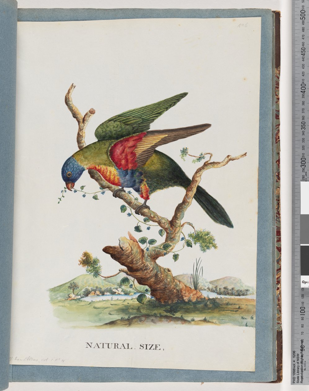 Sivu 40. Rainbow Lorikeet. Ps. Haematodus. Punarintainen tai sinivatsainen papukaija tekijältä Unknown artist