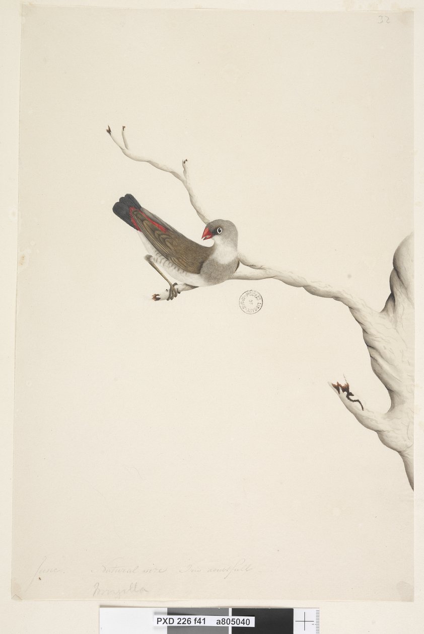 Sivu 41. Hapsut. otsikon yläpuolella eri kädessä kesäkuussa. Luonnollinen koko. Iris epävarma Diamond Firetail Stagonopleura guttata, epäkypsä, 1791-92 tekijältä Unknown artist