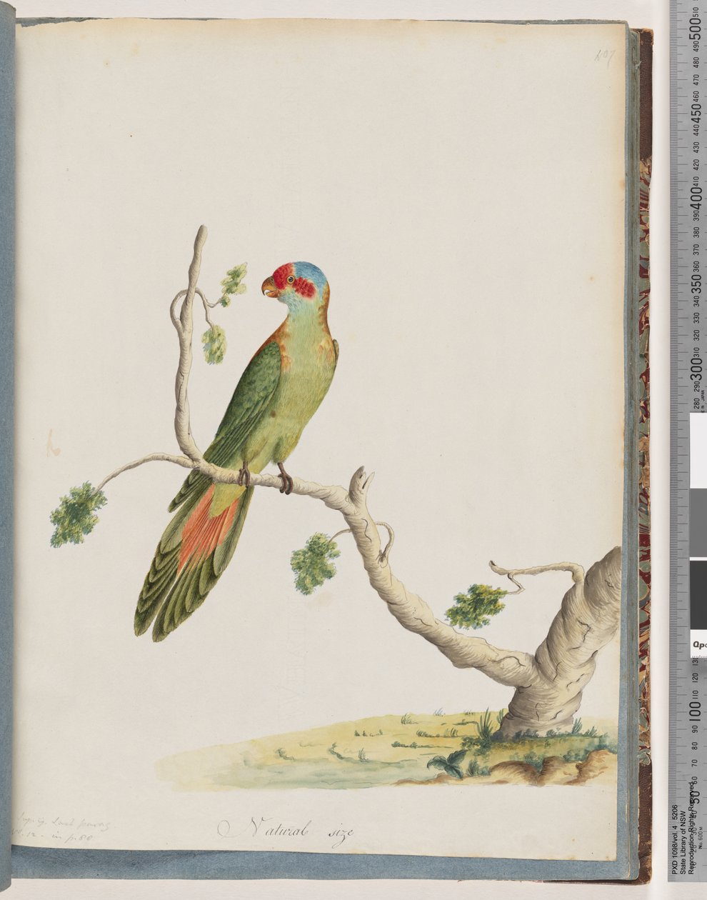 Sivu 41. Musk Lorikeet tekijältä Unknown artist