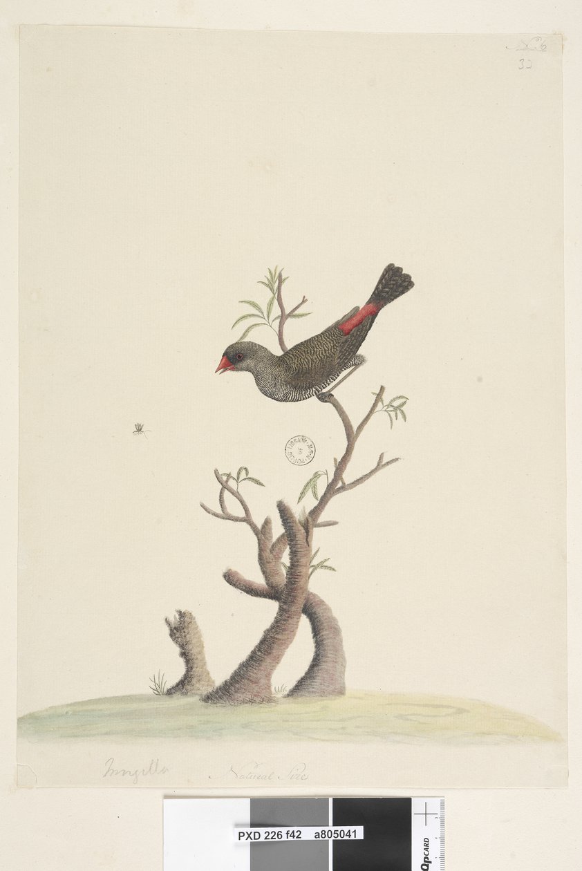 Sivu 42. Hapsut. alaosassa eri kädessä Luonnollinen koko Diamond Firetail Stagonopleura guttata, 1791-92 tekijältä Unknown artist