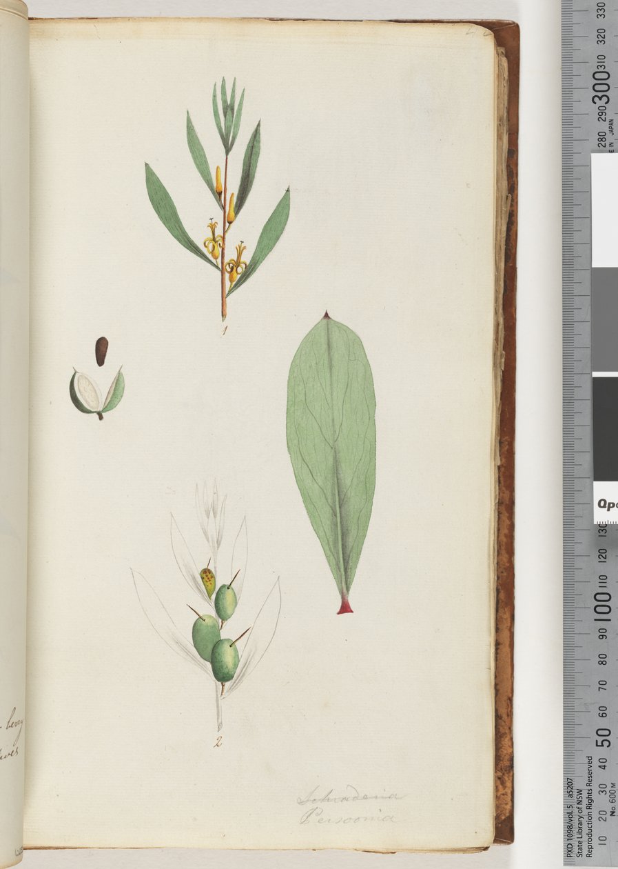 Page 42. Schraderia / Persoonia tekijältä Unknown artist