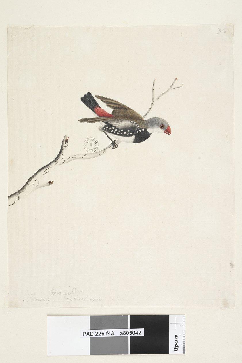 Sivu 43. Hapsut. otsikon alla eri kädessä helmikuussa. Luonnollinen koko Diamond Firetail Stagonopleura guttata, 1791-92 tekijältä Unknown artist